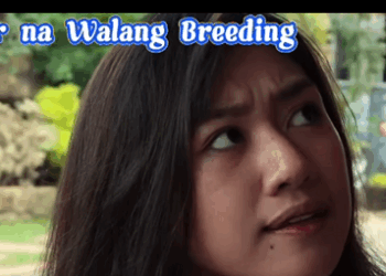 H3110006 Customer na Walang Breeding part2