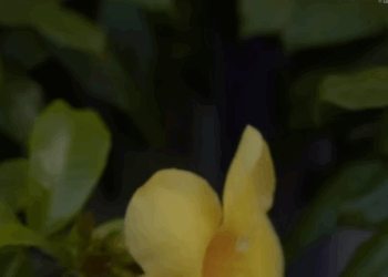 H0611010 Tatlong magkakaibigan, pinagsabay sabay ng lalaking di kagwapuhan part2